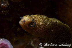 A shy goldentail moray peeking out from its home! Taken w... by Barbara Schilling 